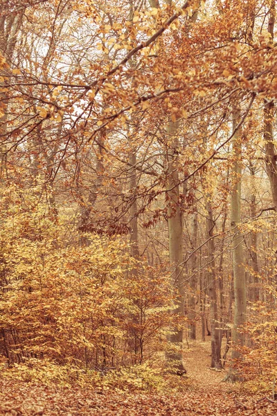 Colores de la naturaleza en otoño . —  Fotos de Stock