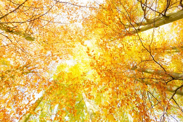 Bomen in de zon. — Stockfoto