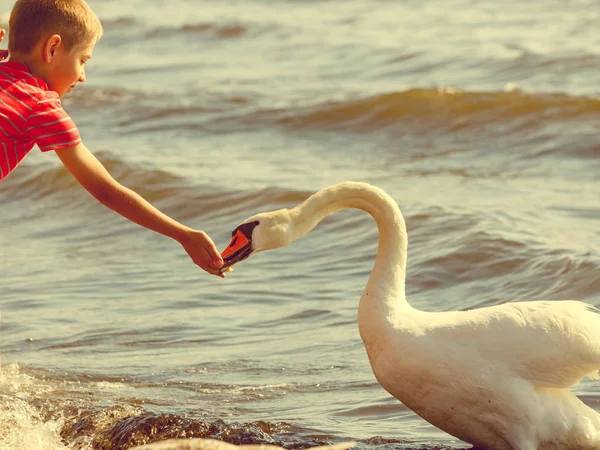 Little boy with beautiful swan. — Stock Photo, Image