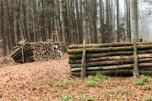 Großer Holzstapel im Herbstwald — Stockfoto