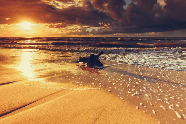 Golden sunset and tree root on beach — Stock Photo, Image