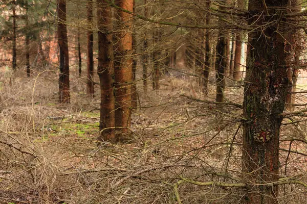 Foresta nebbiosa con abeti rossi — Foto Stock