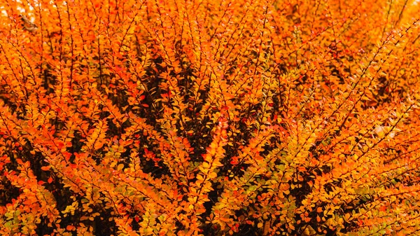 Herbstlicher Buchsbaum mit roten Blättern. — Stockfoto