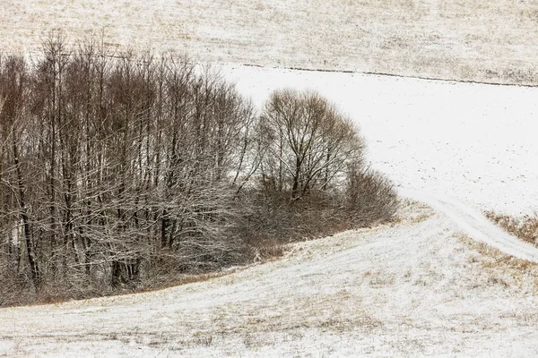 Деревья в поле покрыты снегом. Зимние пейзажи — стоковое фото