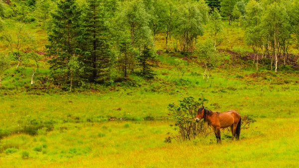 Cheval sur pâturage . — Photo