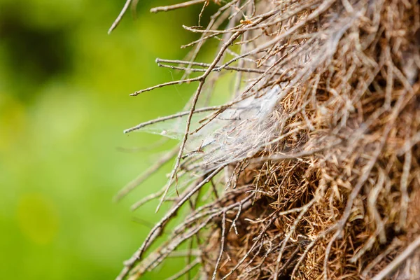 Closeup of cobweb on moss tree — Stock Photo, Image