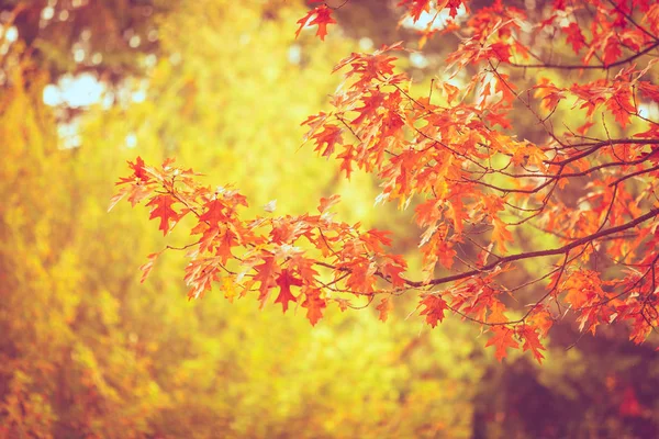 秋天的叶子，橡木的树枝上. — 图库照片