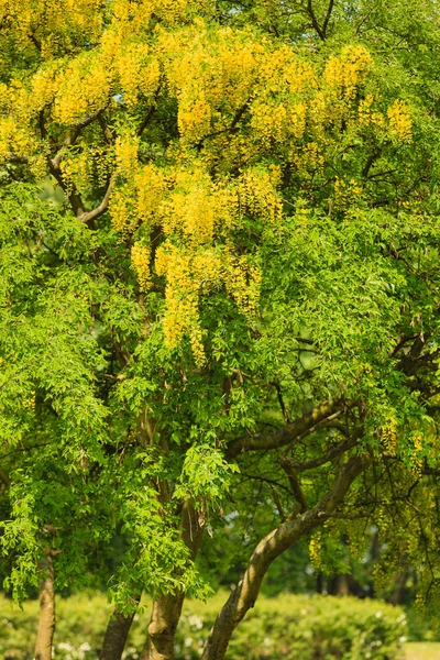 Grüne Blätter an großem Baum im Park — Stockfoto