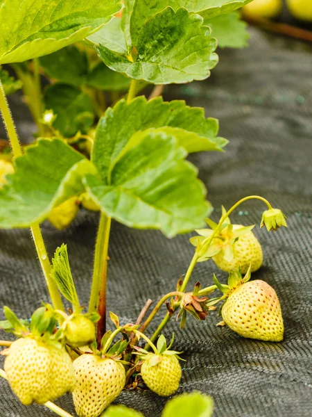 Close-up van rijping van aardbeien met groene blaadjes — Stockfoto