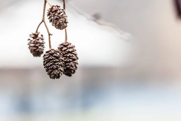 Pequeños conos esmerilados en las ramas, día frío —  Fotos de Stock