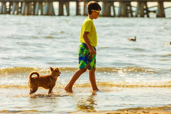 Хлопчик грає зі своїм собакою . — стокове фото