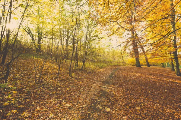 Bunter Herbst im Park. — Stockfoto