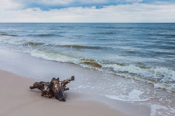 Tree root on sea shore, nature landscape — Stock Photo, Image
