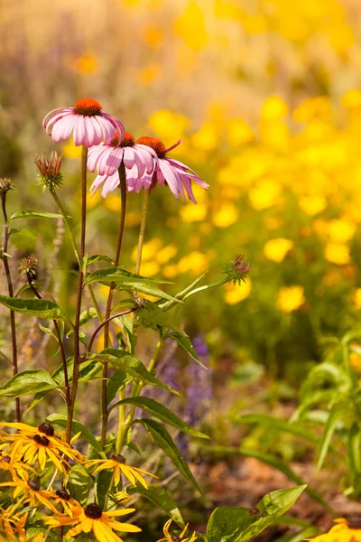 핑크 데이지 꽃의 자세한 근접 촬영 — 스톡 사진