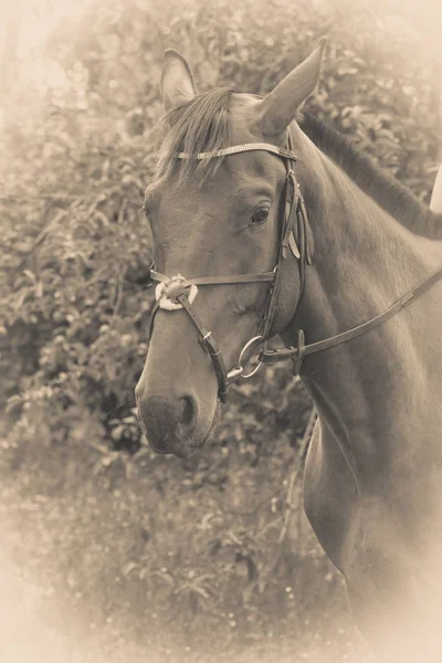 Sepia potrait de caballo oscuro árabe con riendas —  Fotos de Stock