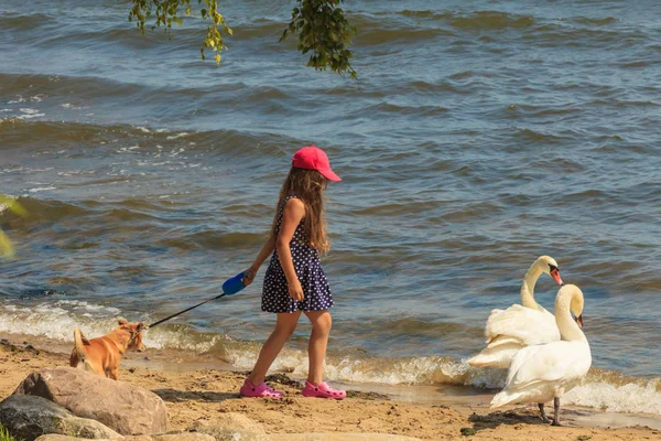 Girl playing with adult swan. — Stock Photo, Image