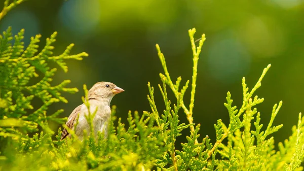 Маленькая птичка на зеленой тудже . — стоковое фото