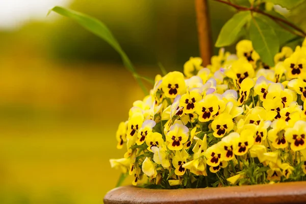 Closeup of beautiful yellow flowers, pansies — Stock Photo, Image
