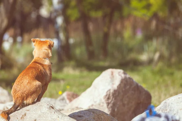 Cão lindo jogando ao ar livre sozinho . — Fotografia de Stock