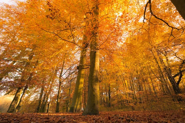 Autumnal scenery in forest. — Stock Photo, Image