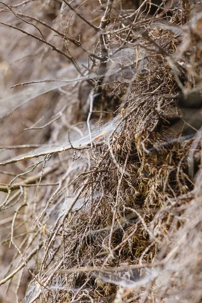 Nahaufnahme von Spinnweben am Moosbaum — Stockfoto