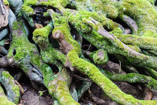 Fechar-se de musgo verde em raízes de árvore — Fotografia de Stock