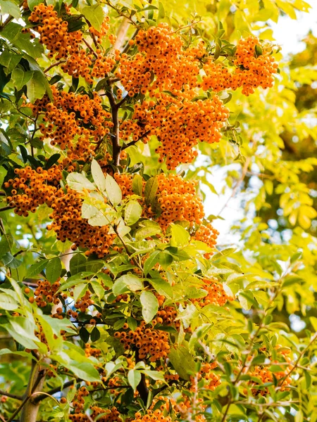 Herbst rote Vogelbeeren auf Baum. — Stockfoto