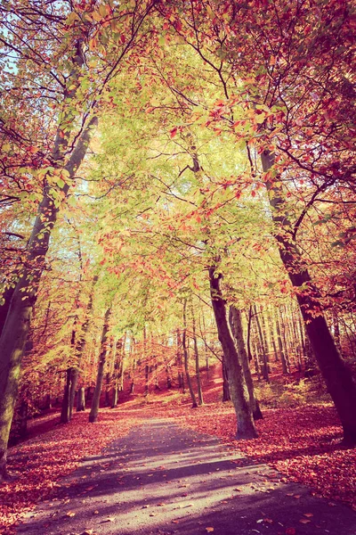 Colorful autumn in park. — Stock Photo, Image