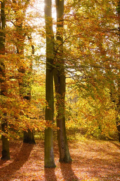 Beautiful amazing autumnal day in the forest. Stock Picture