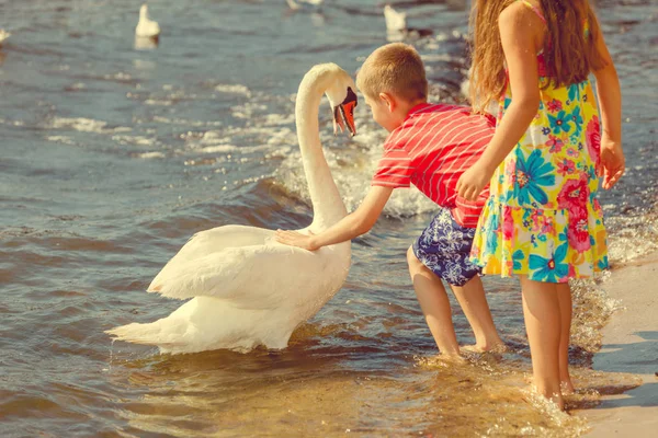 Crianças brincando com cisne pássaro branco . — Fotografia de Stock