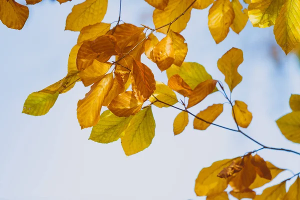 Still holding to tree — Stock Photo, Image