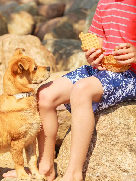 犬と遊んでる男の子. — ストック写真