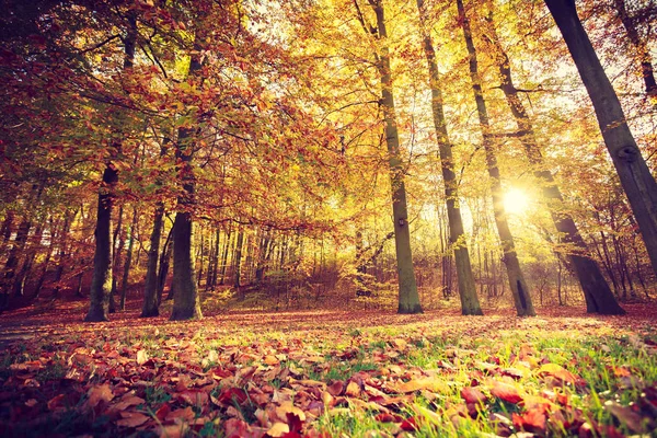 Podzimní stromy v lese. — Stock fotografie
