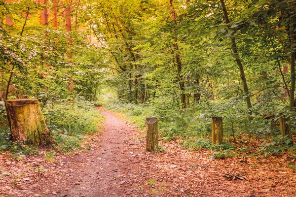 Осенний лес на открытом воздухе. Природный пейзаж . — стоковое фото