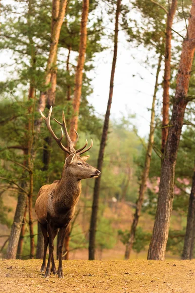 秋の森の中の赤い鹿のタグ — ストック写真