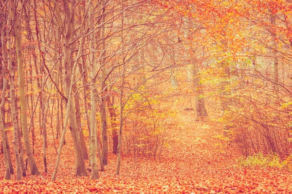 Höstlig buskar i skogen. — Stockfoto