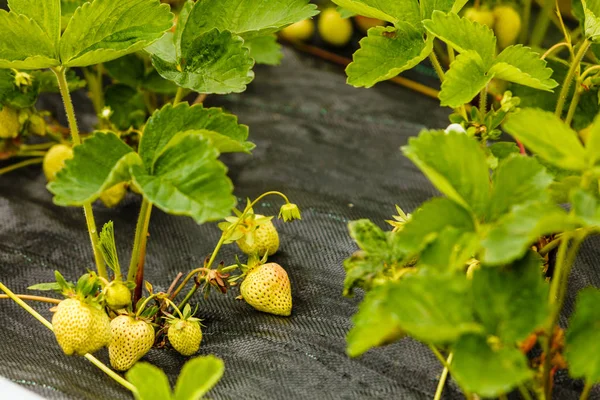 Primer plano de fresas de maduración verde con hojas — Foto de Stock