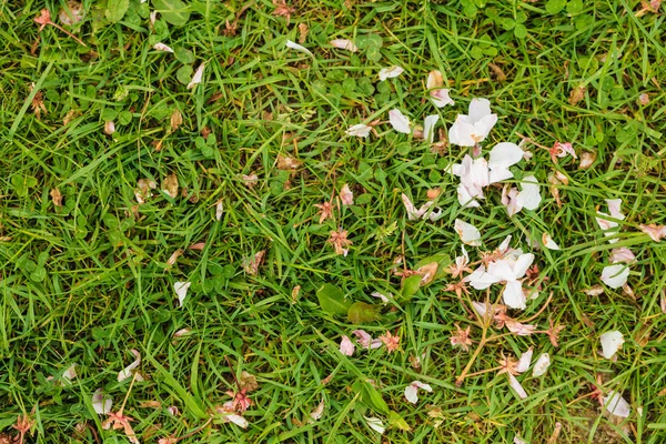 Detaljert nærhet av hvit blomst – stockfoto