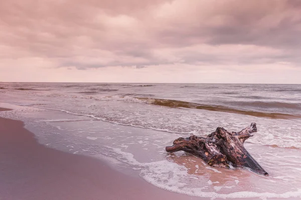 Trädrot på havsstranden, natur landskap — Stockfoto