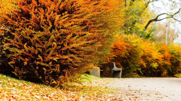 Autumnal bushes in forest. — Stock Photo, Image