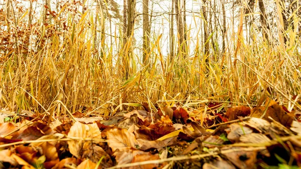 Feuilles en automne sur le sol forestier — Photo