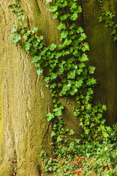 Yeşil sarmaşık olan eski ağaç gövdesi — Stok fotoğraf