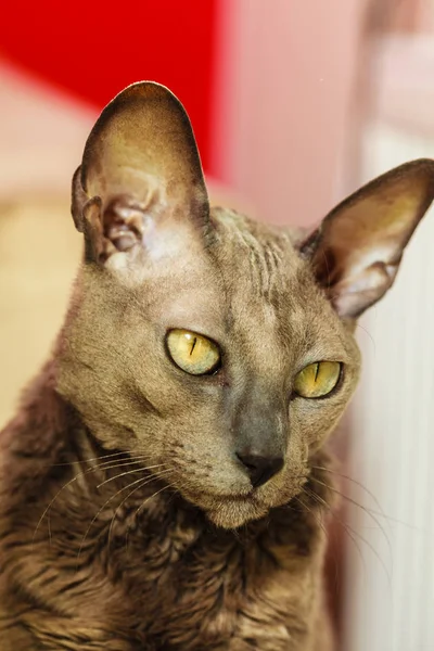 Orientalische Katze mit großen gelben Augen — Stockfoto