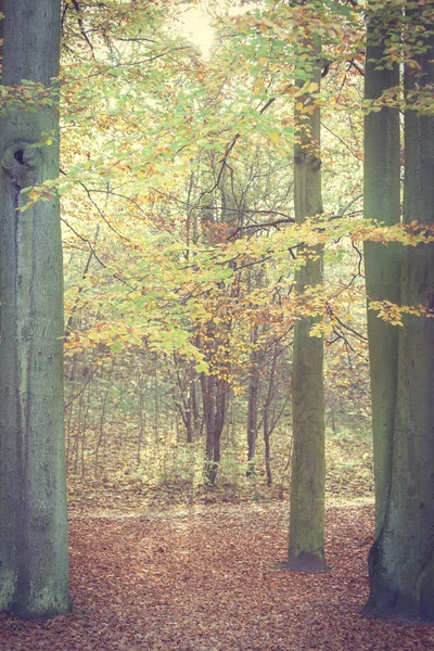 Prachtige dag in het bos. — Stockfoto