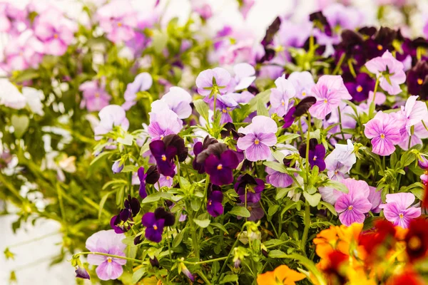 Closeup of beautiful purple flowers, pansies — Stock Photo, Image