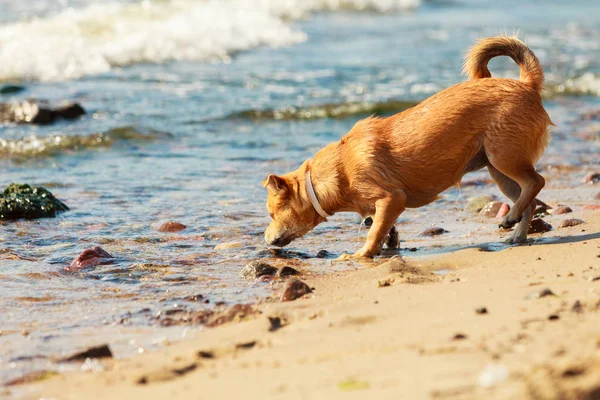 Hermoso perro jugando al aire libre solo . — Foto de Stock