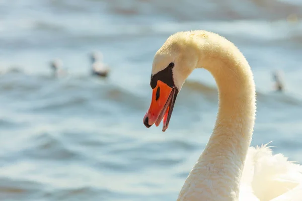 Perto de cisne branco . — Fotografia de Stock