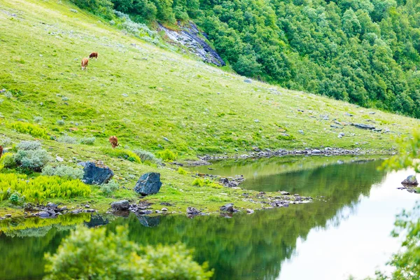 Vacas en pastos . — Foto de Stock