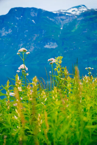 Montañas y fiordo en Noruega , — Foto de Stock