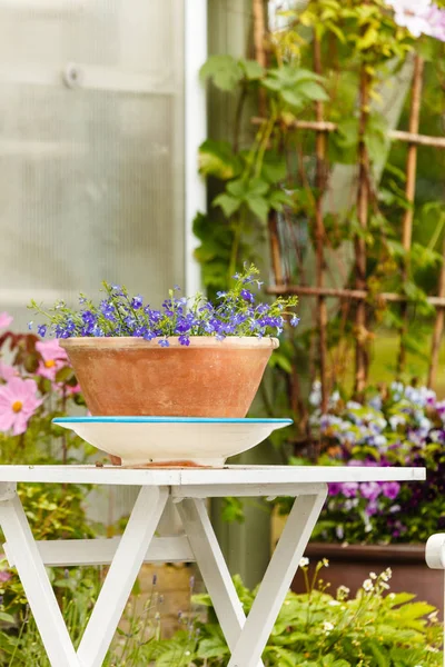 Primer plano de hermosas flores púrpuras, violetas — Foto de Stock